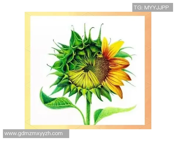 黄军独家分享篮球心得与技巧助你提升球技的全面指南 黄军独家分享篮球心得与技巧助你提升球技的全面指南